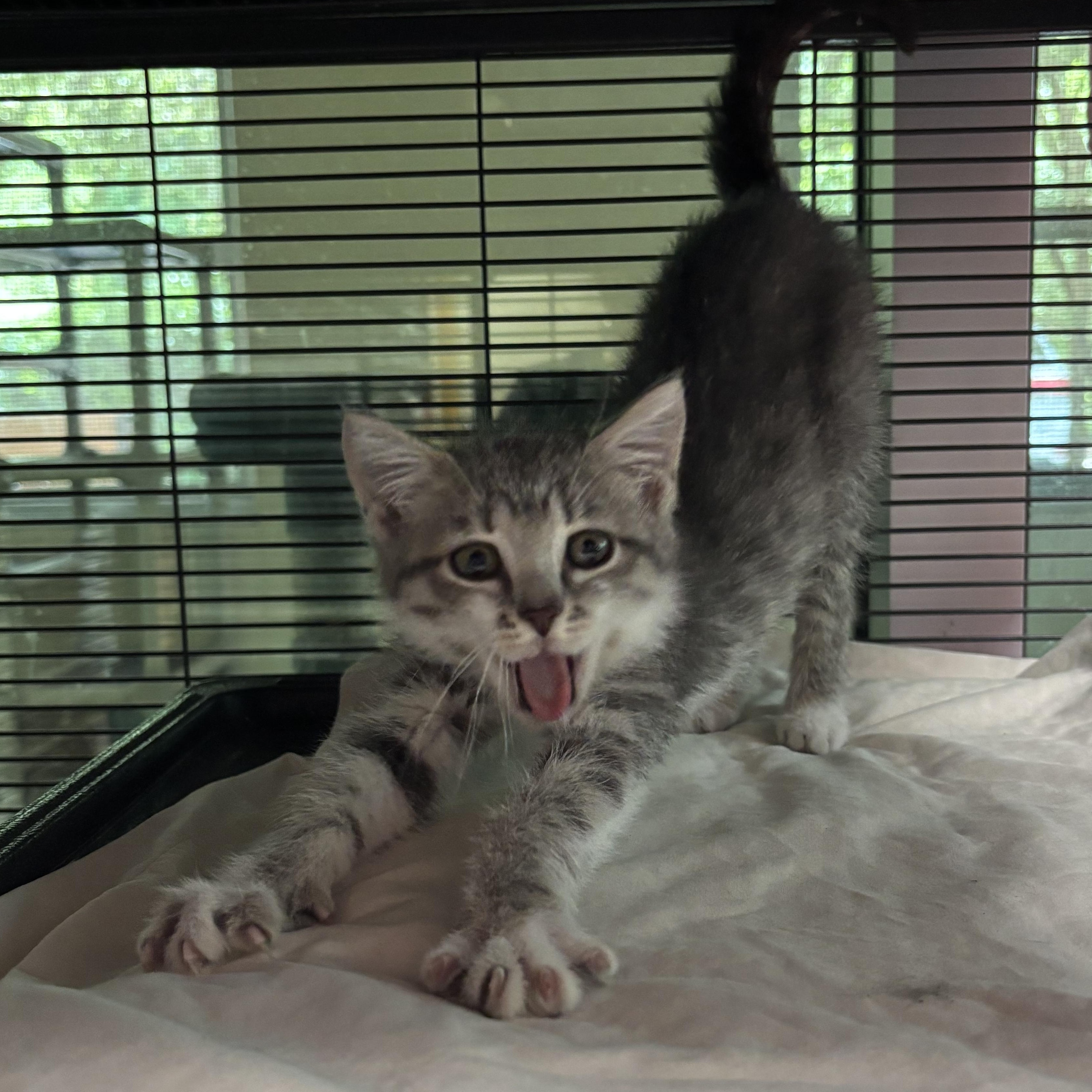 Georgena, Baby Female Domestic Short Hair