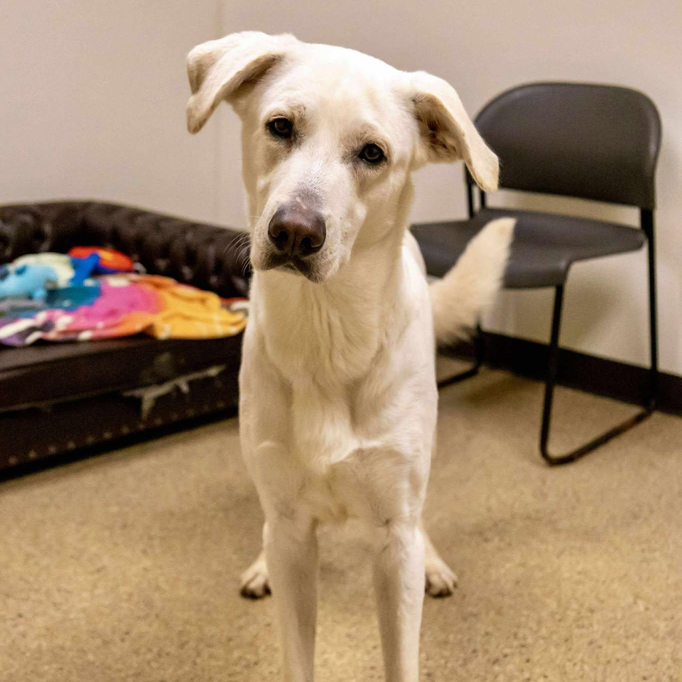 Geronimo, a Adoptable Shepherd in Valparaiso, IN image 3/3