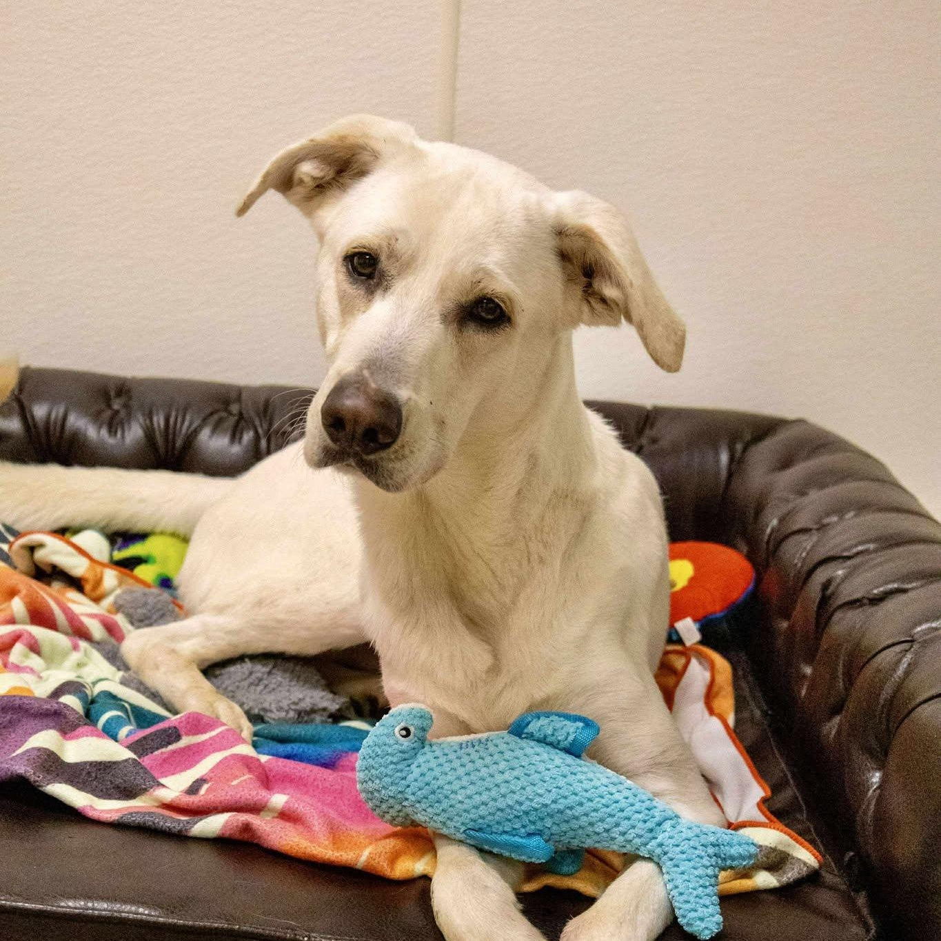 Geronimo, Adoptable, Young Male Shepherd.