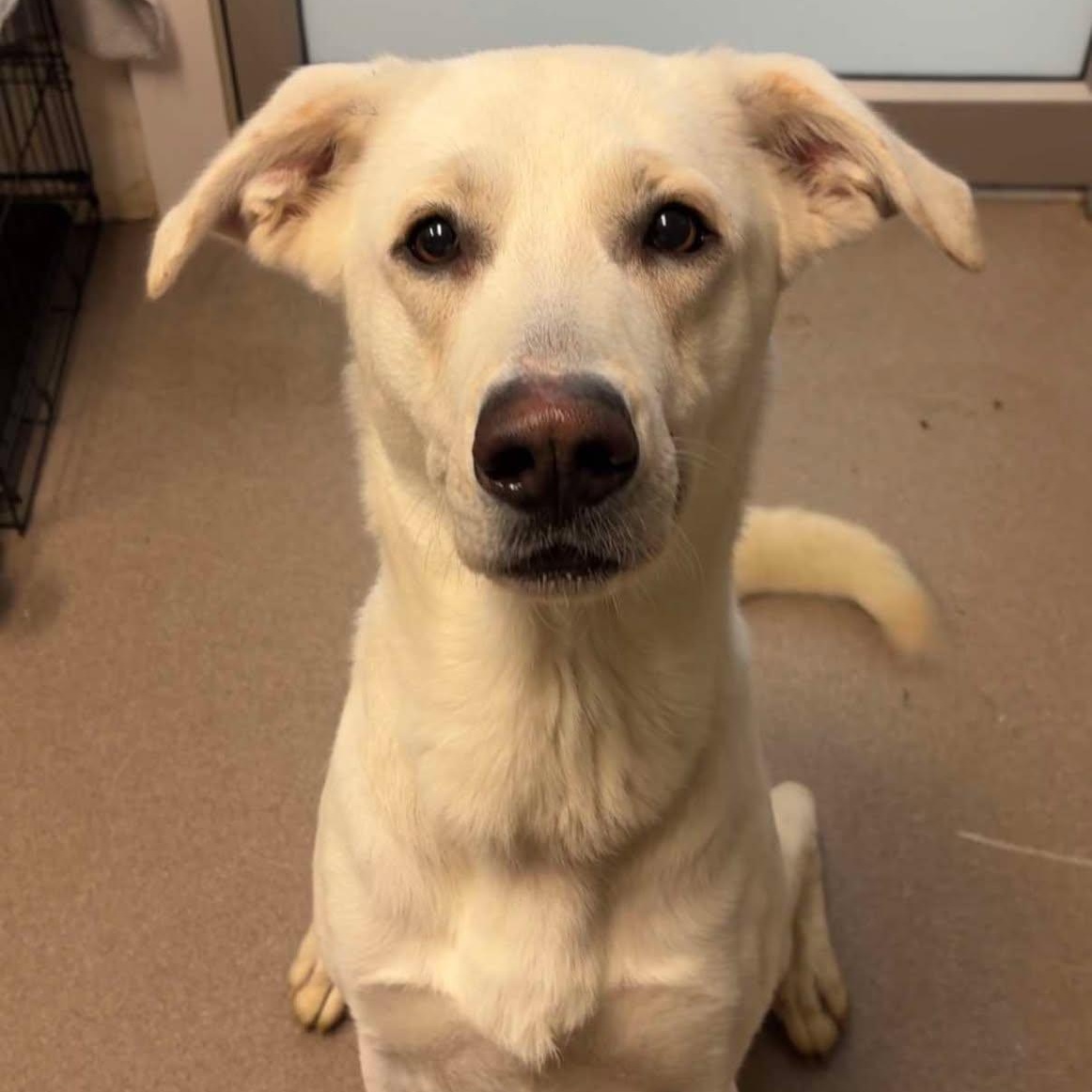 Geronimo, Adoptable, Young Male Shepherd.