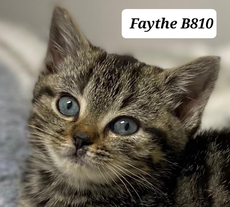 Enlarge Faythe, a ADOPTABLE Domestic Medium Hair in Morganton, NC image 1/1