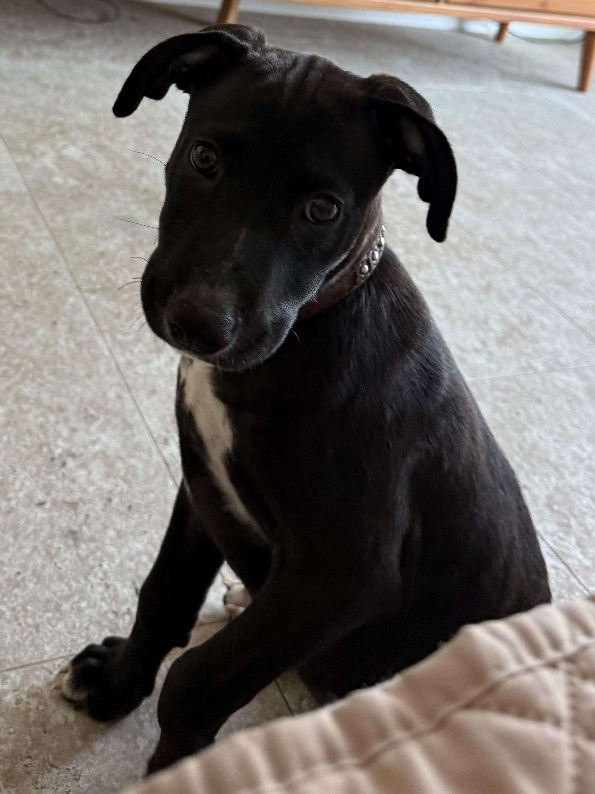 Enlarge Annabell, a Adoptable mixed breed in Pleasant Valley, NY image 1/3