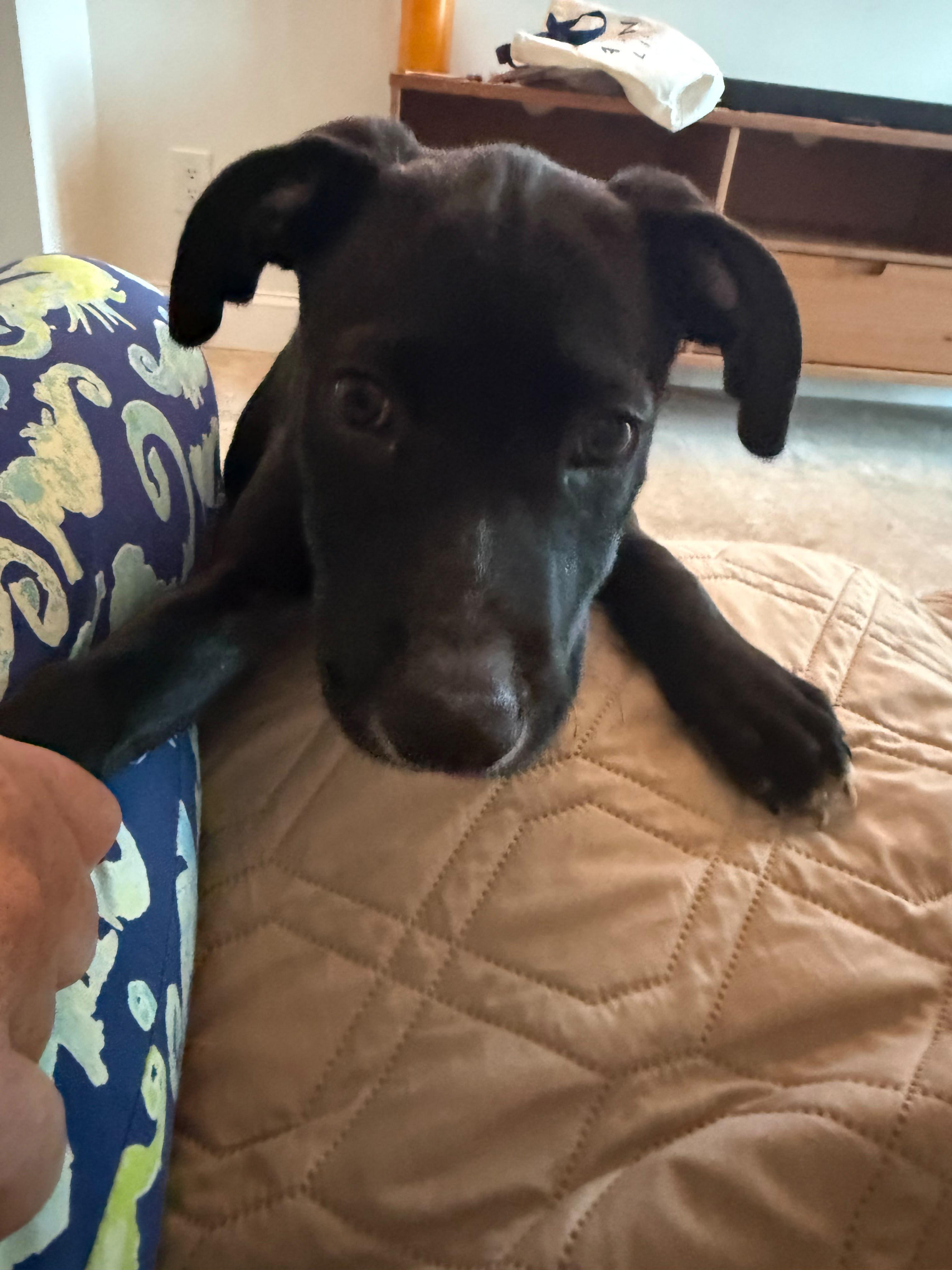 Enlarge Annabell, a Adoptable mixed breed in Pleasant Valley, NY image 2/3