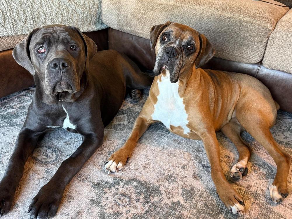 Juno, Adoptable, Adult Female Mastiff.