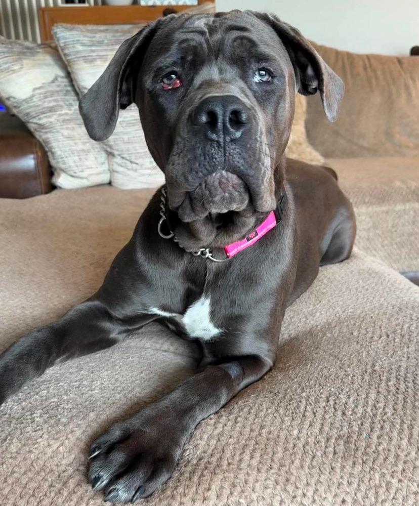 Juno, a Adoptable mixed breed in Amherst, NY image 2/4