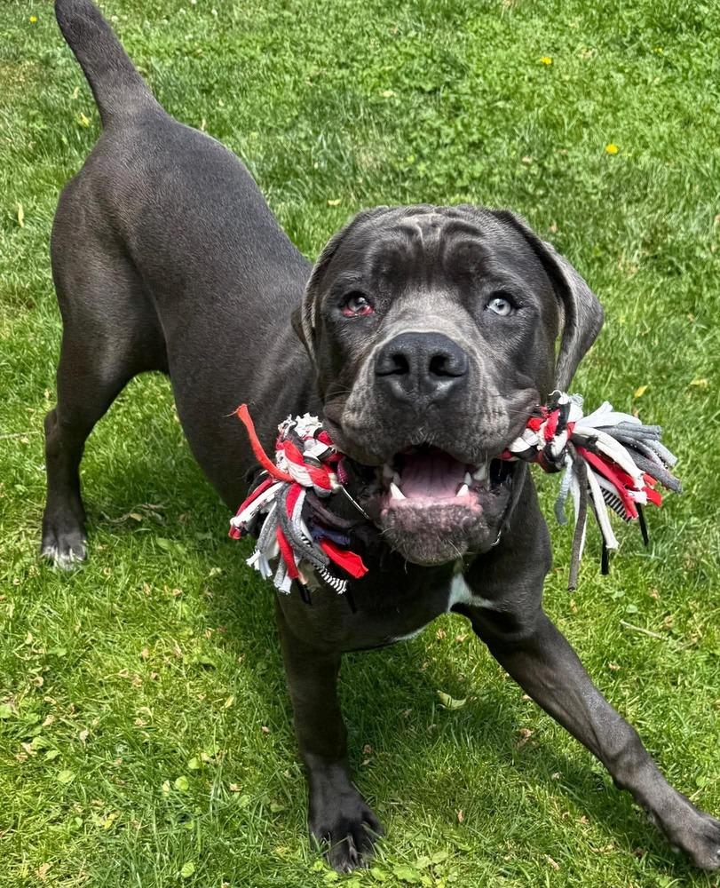 Juno, a Adoptable mixed breed in Amherst, NY image 3/4