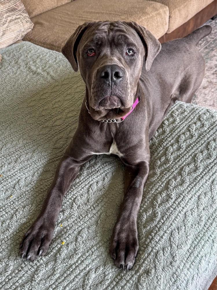 Juno, a Adoptable mixed breed in Amherst, NY image 4/4
