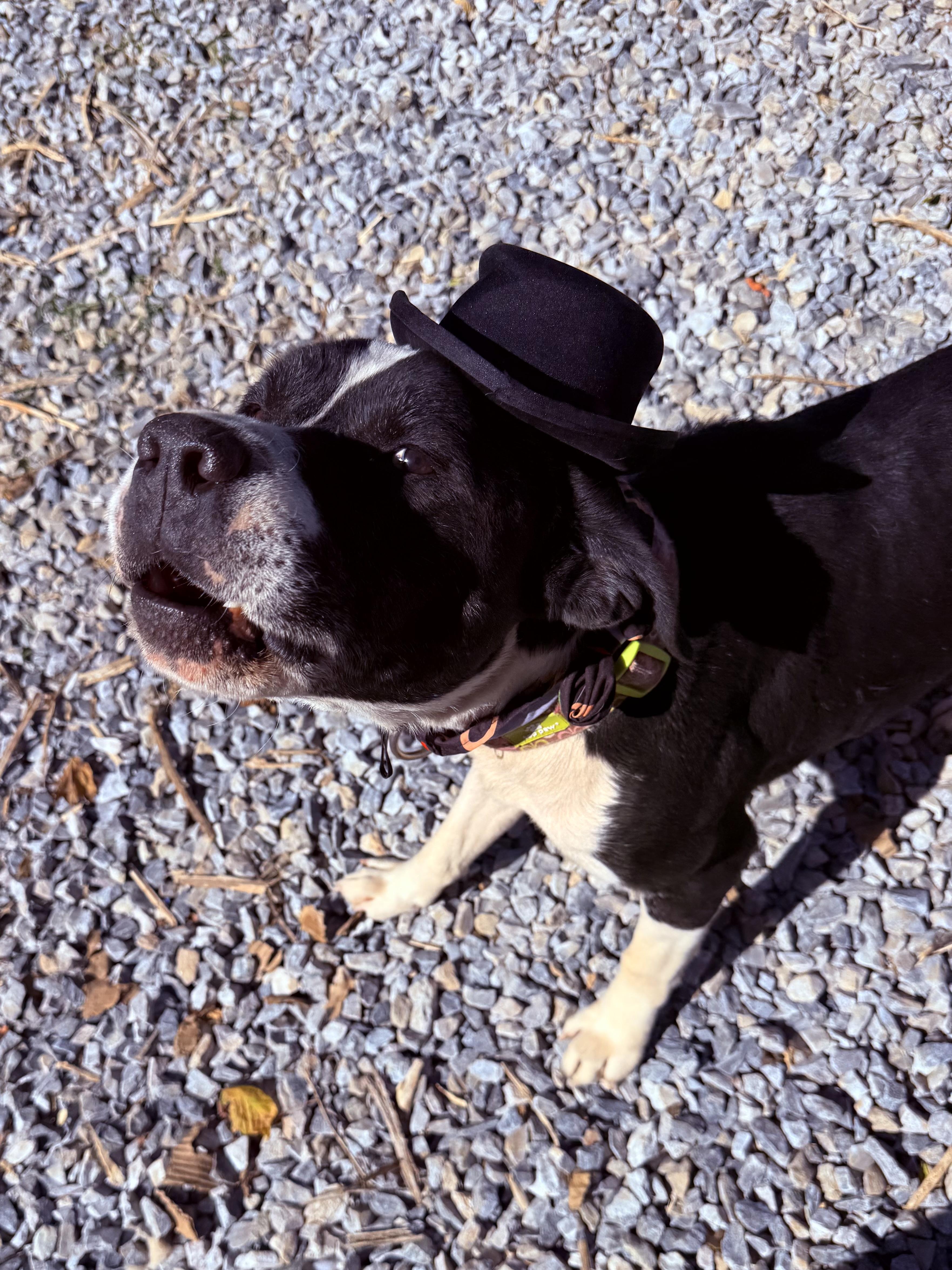 Chopper, a Adoptable mixed breed in Bakersville, NC image 2/5