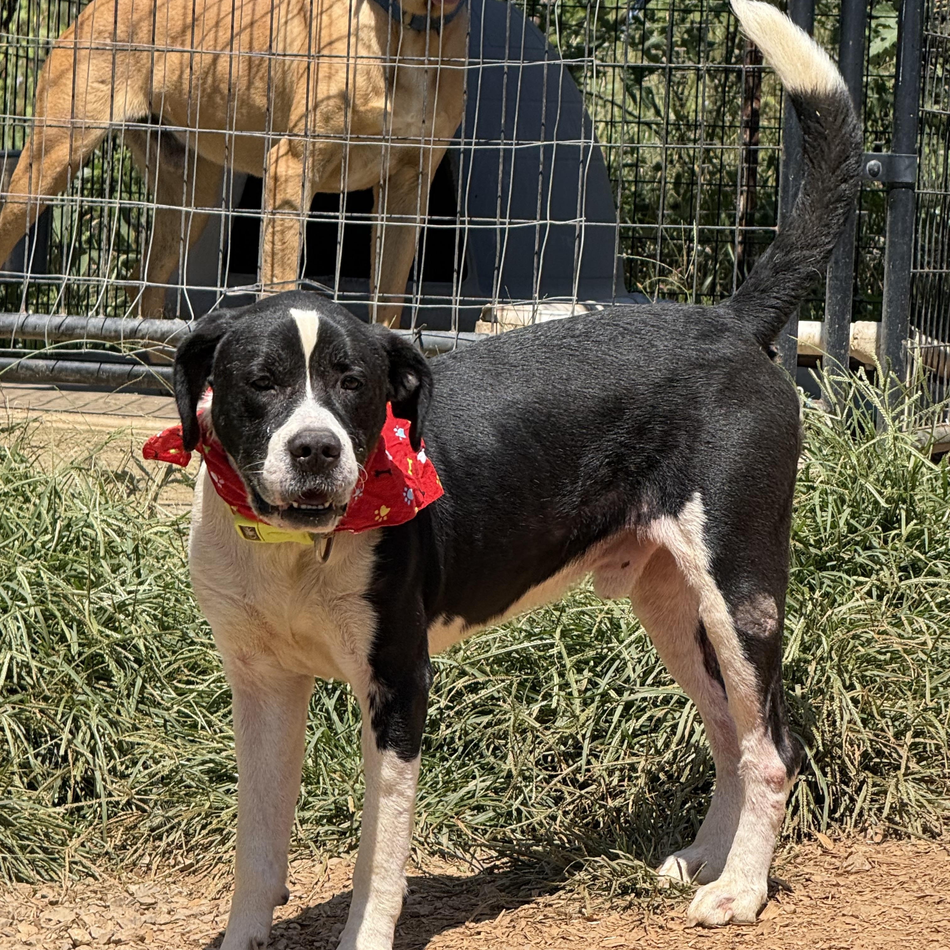 Chopper, a Adoptable mixed breed in Bakersville, NC image 1/5