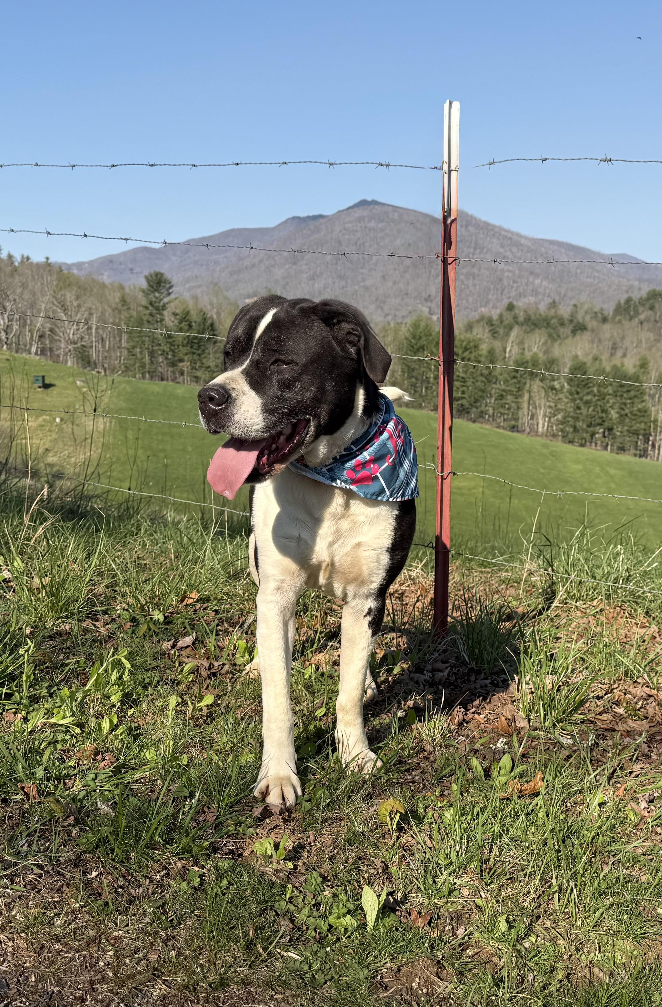 Chopper, a Adoptable mixed breed in Bakersville, NC image 5/5
