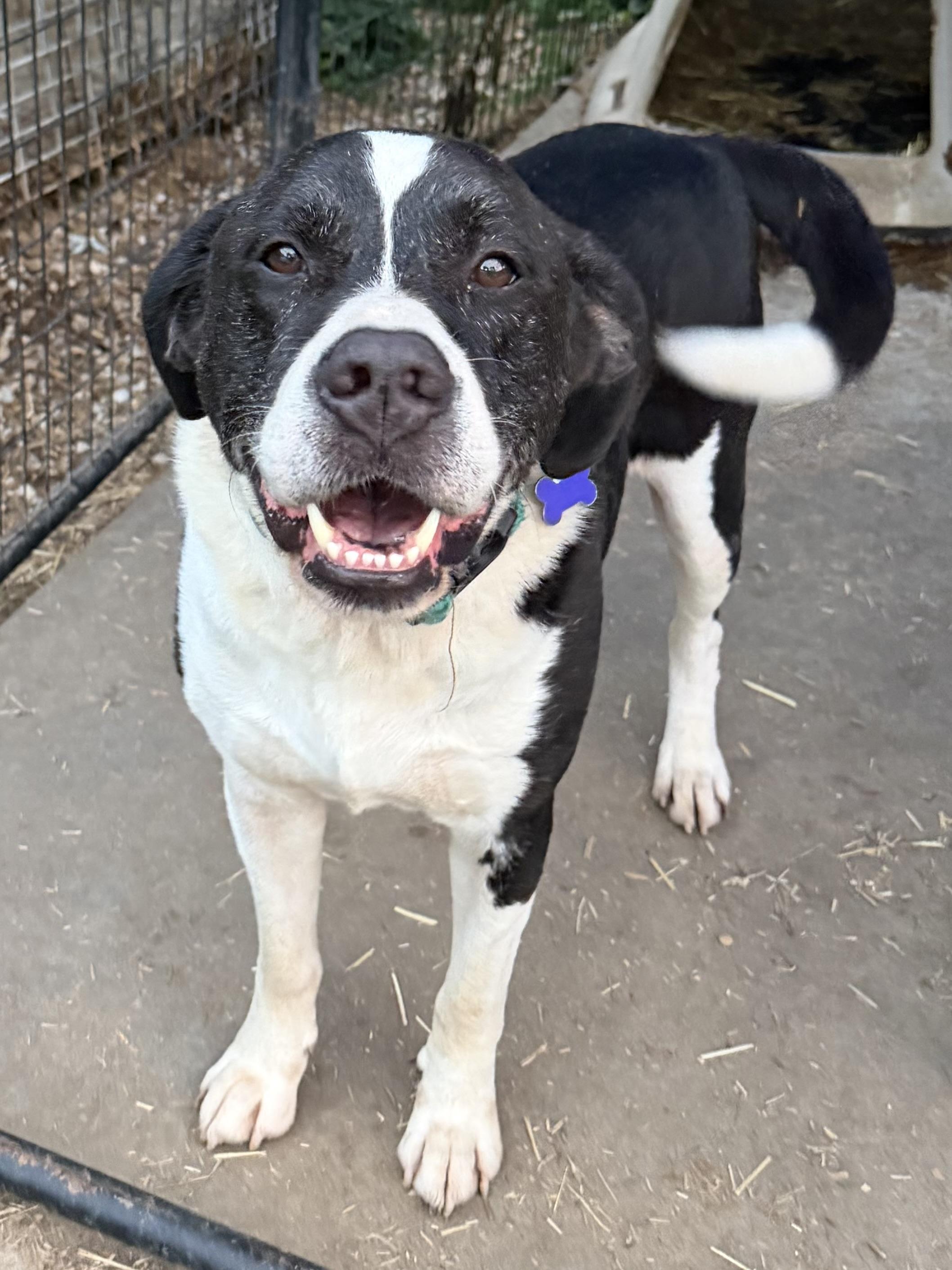 Chopper, a Adoptable mixed breed in Bakersville, NC image 5/5