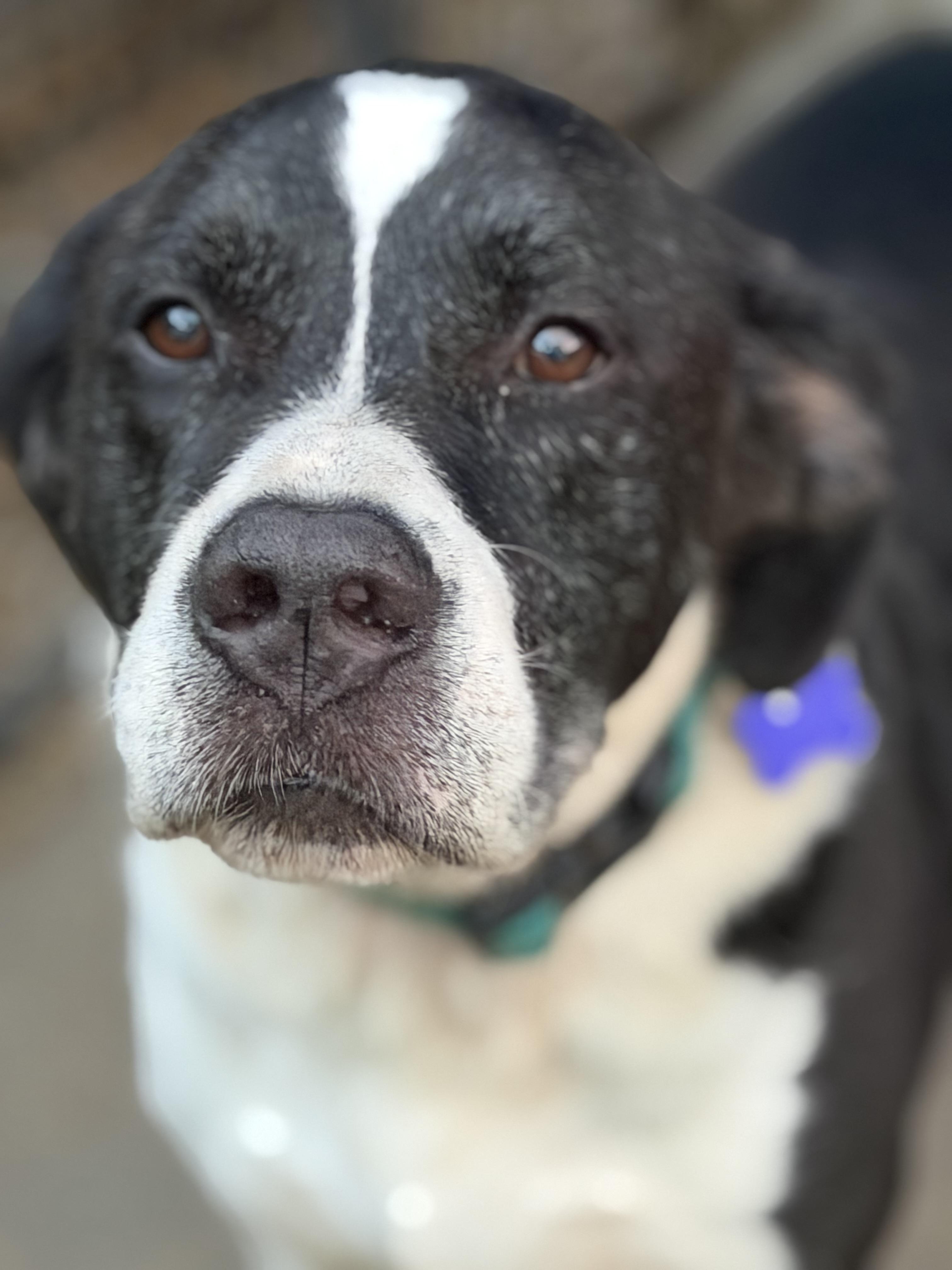 Chopper, Adoptable, Senior Male American Bulldog.