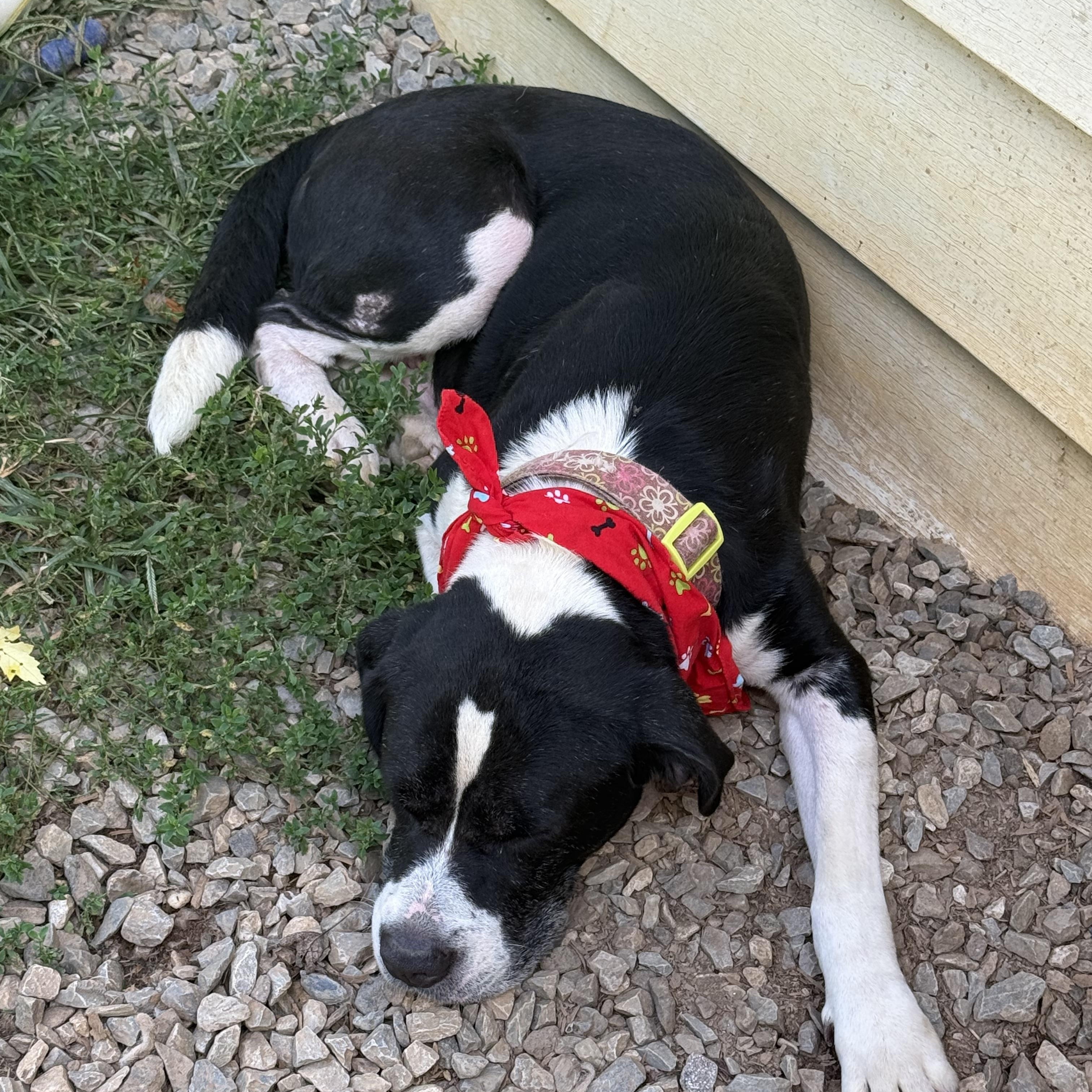 Chopper, a Adoptable mixed breed in Bakersville, NC image 4/5