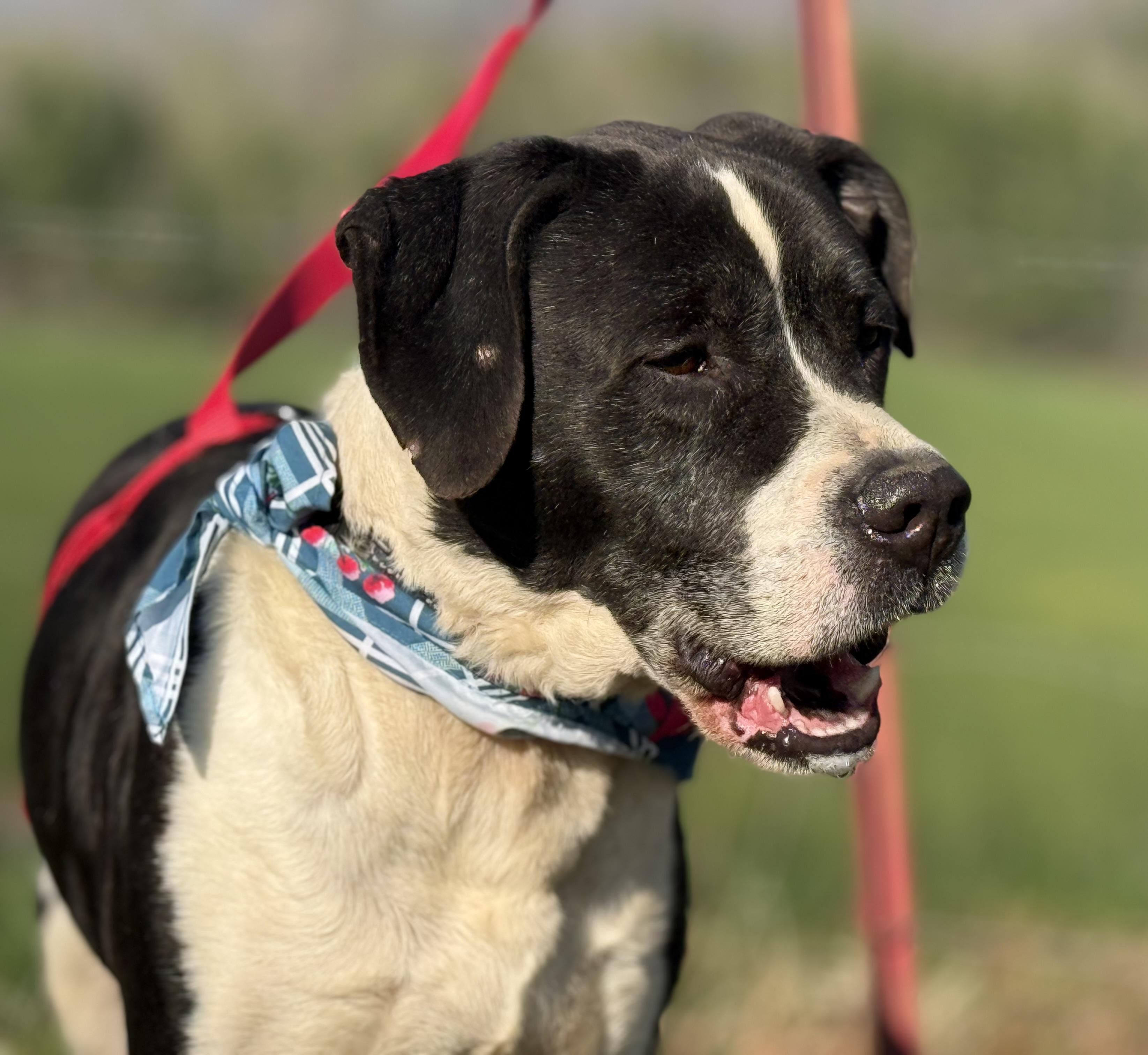 Chopper, a Adoptable mixed breed in Bakersville, NC image 1/5