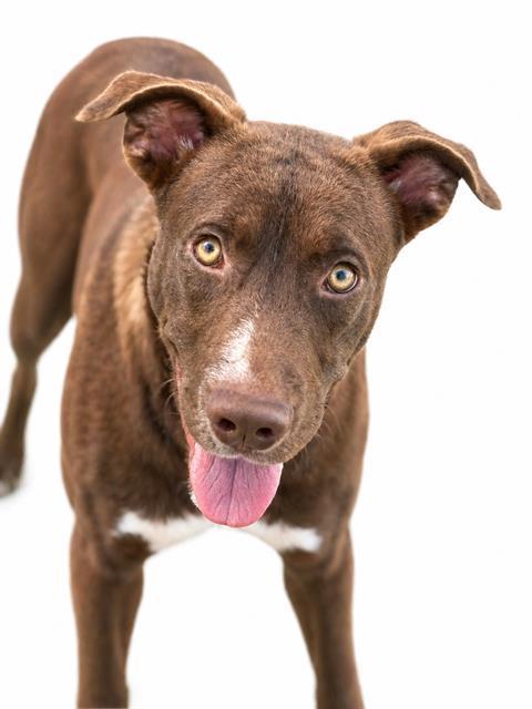FIREBALL, Adoptable, Young Male Pit Bull Terrier & Mixed Breed.