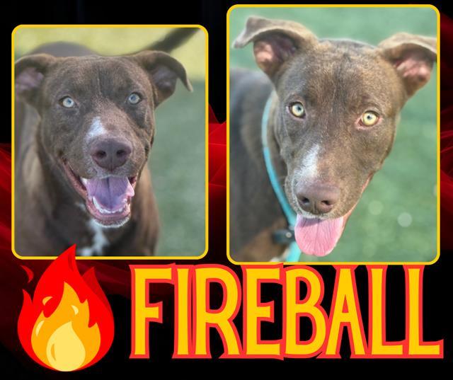 FIREBALL, Adoptable, Young Male Pit Bull Terrier & Mixed Breed.