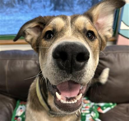 BUZZ, Adoptable, Young Male German Shepherd Dog & Mixed Breed.