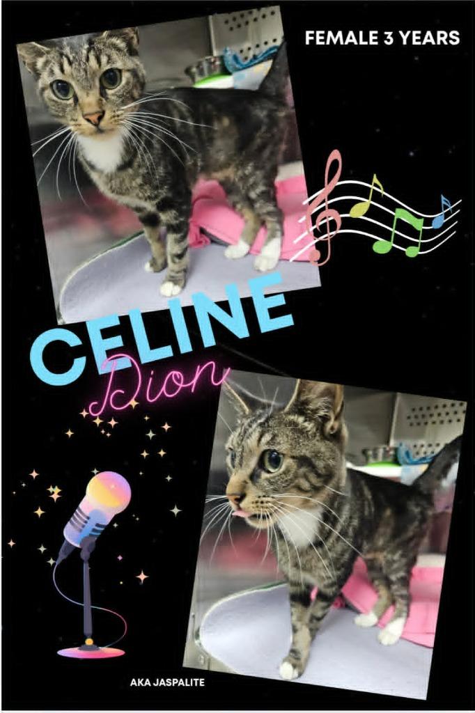 Celine Dion Aka Jaspilite, Adoptable, Adult Female Domestic Short Hair.
