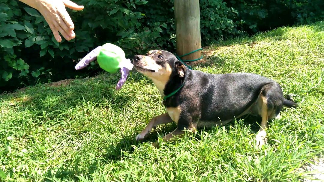 Enlarge Lola, a Adoptable mixed breed image 1/5