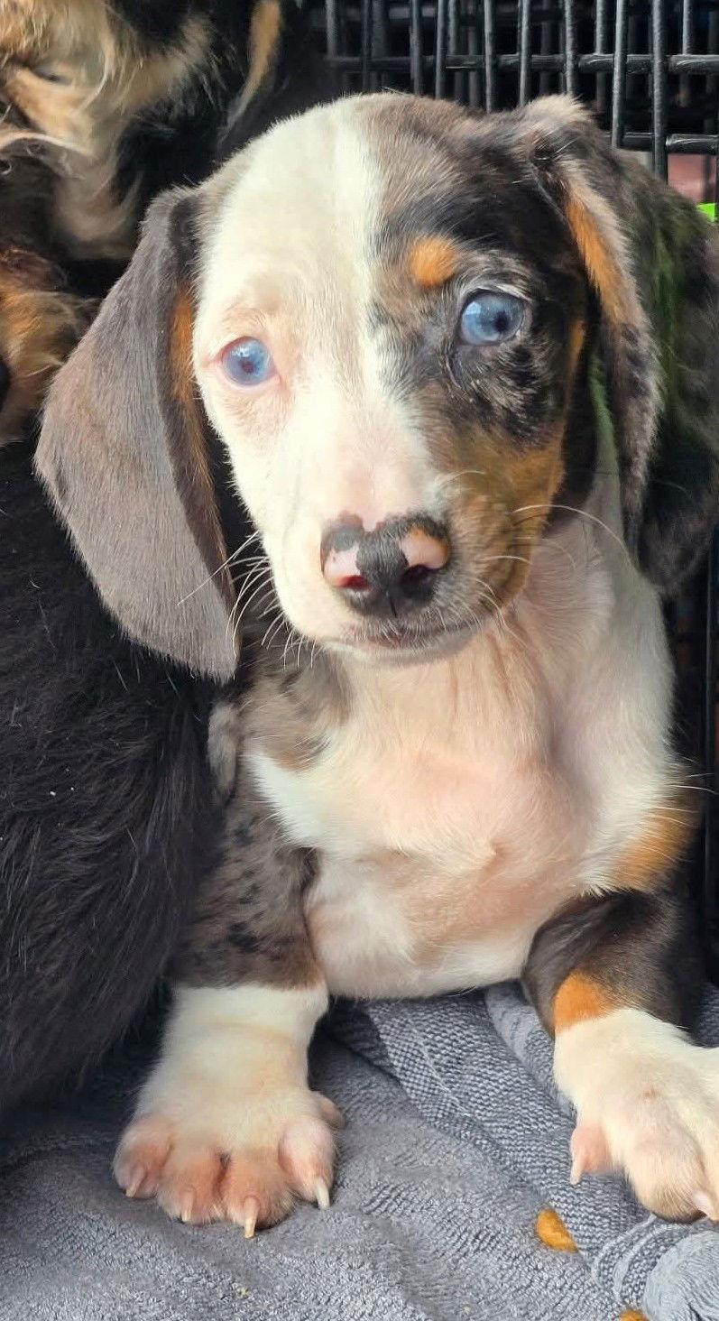 Brady, Adoptable, Puppy Male Dachshund.