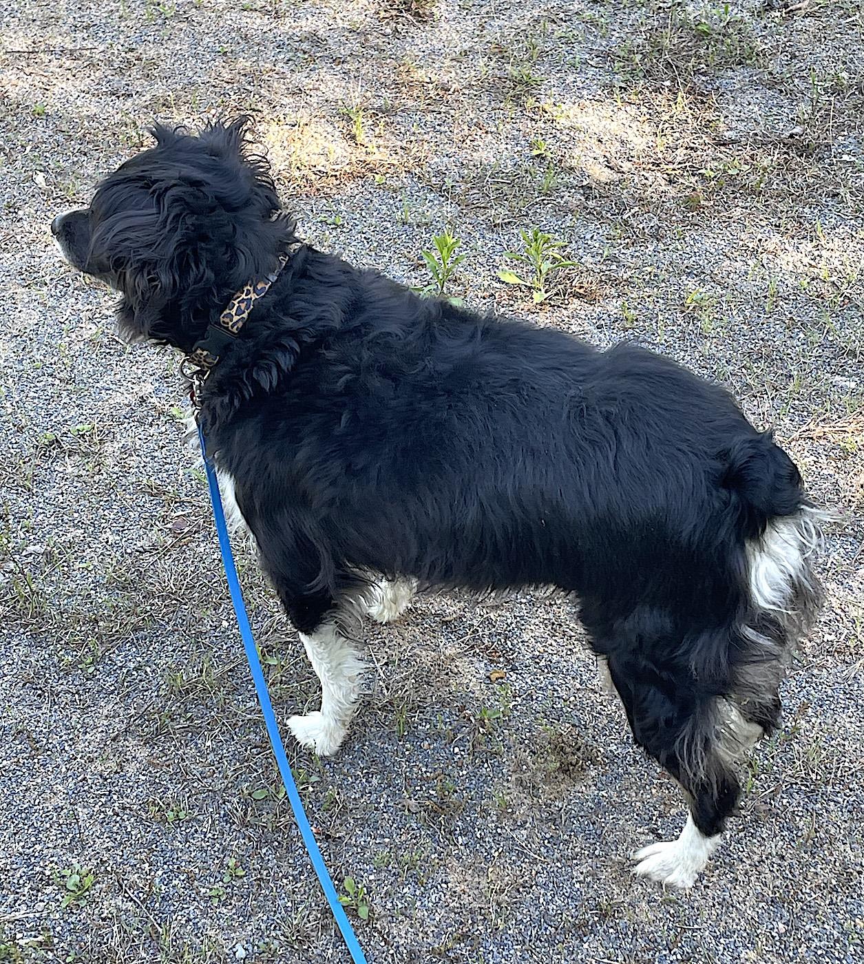 Lace, a ADOPTABLE Australian Shepherd in Bedford, VA image 4/4