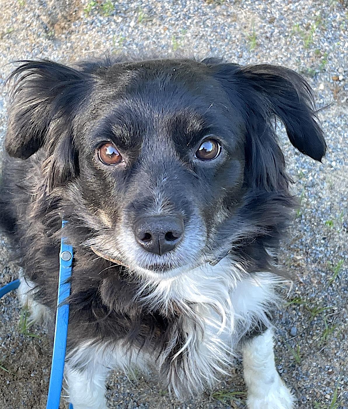 Lace, a ADOPTABLE Australian Shepherd in Bedford, VA image 1/4