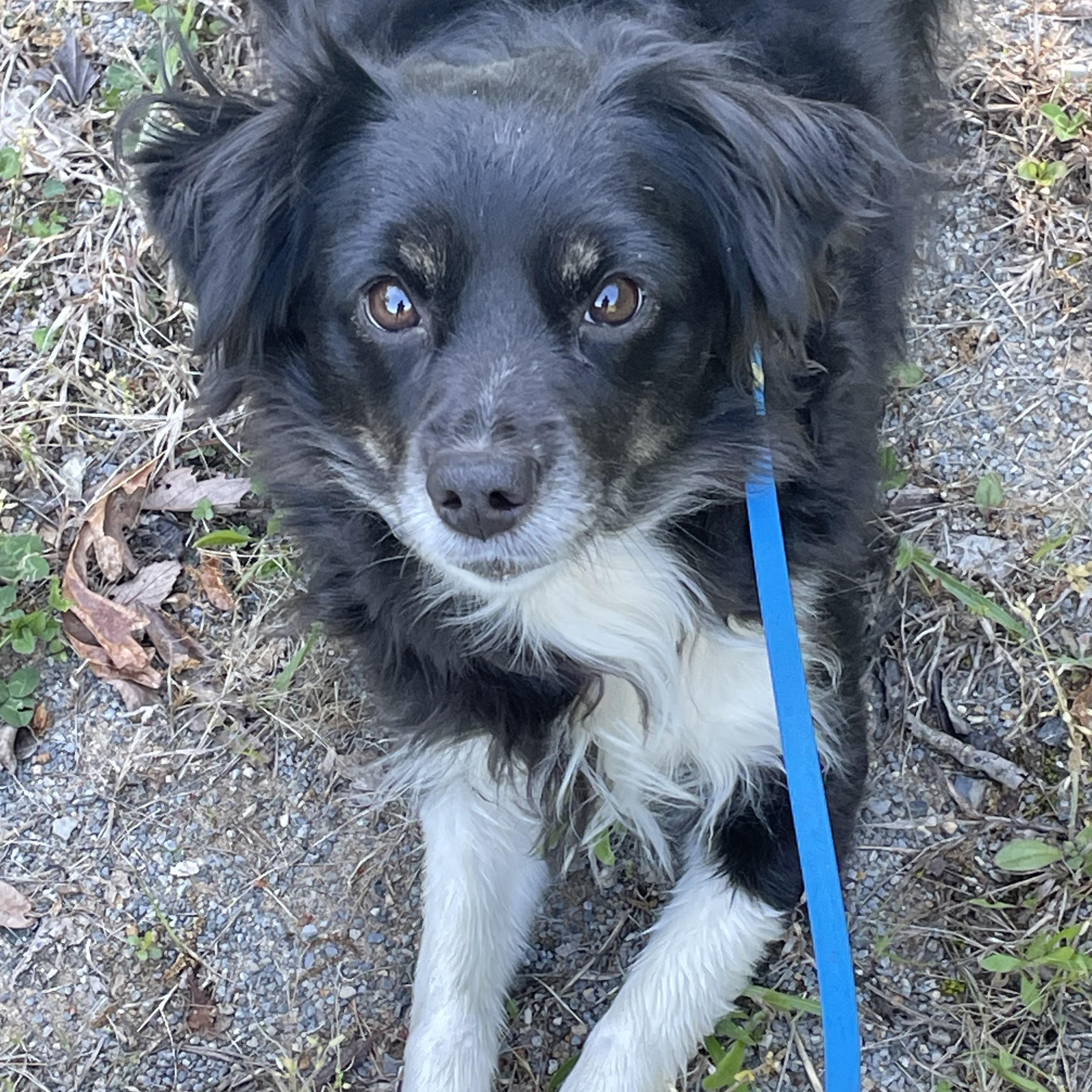 Lace, a ADOPTABLE Australian Shepherd in Bedford, VA image 3/4