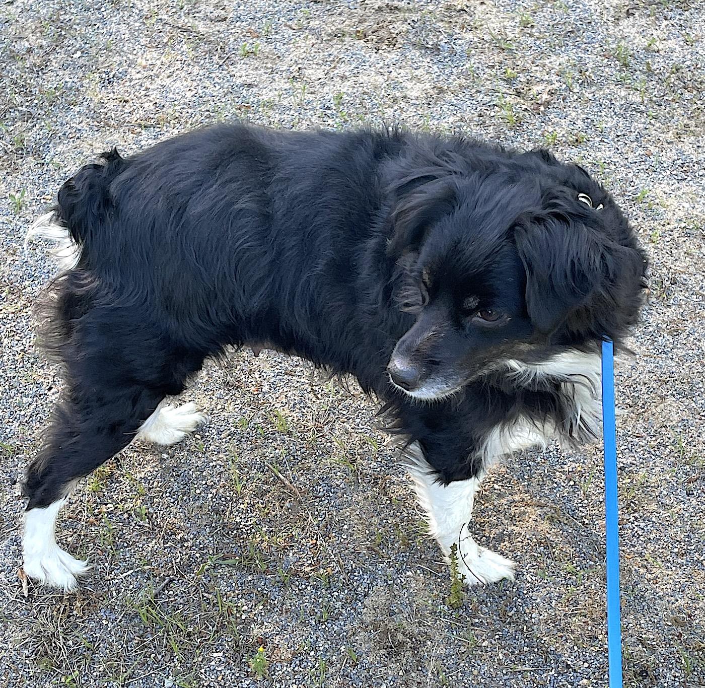 Lace, a ADOPTABLE Australian Shepherd in Bedford, VA image 2/4