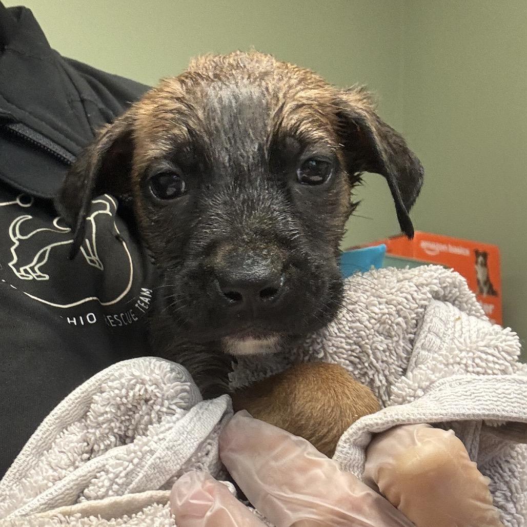 74, Adoptable, Puppy Male Boerboel & Mixed Breed.