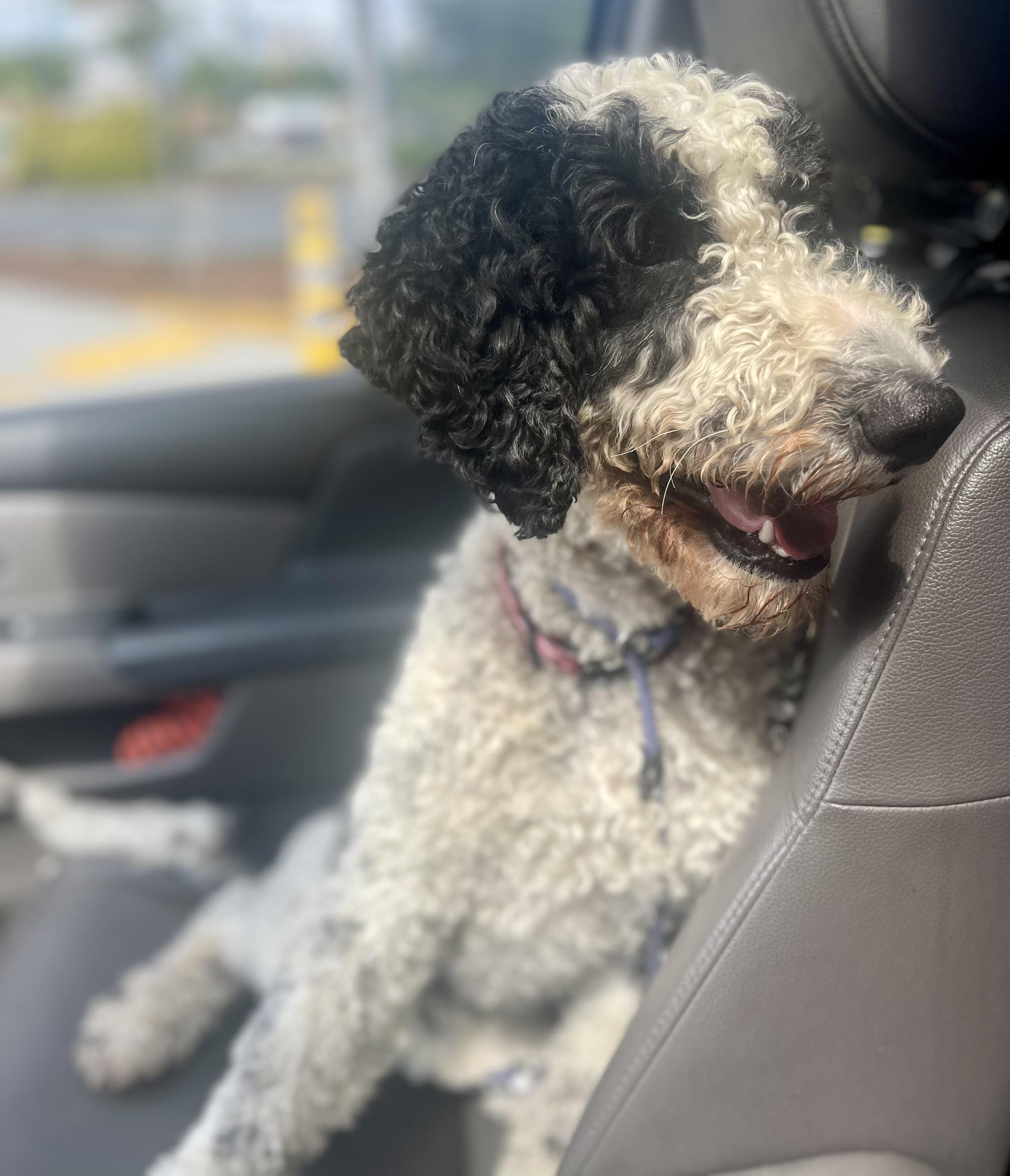 Enlarge Maddie, a Adopted Goldendoodle in Charlotte , NC image 1/6