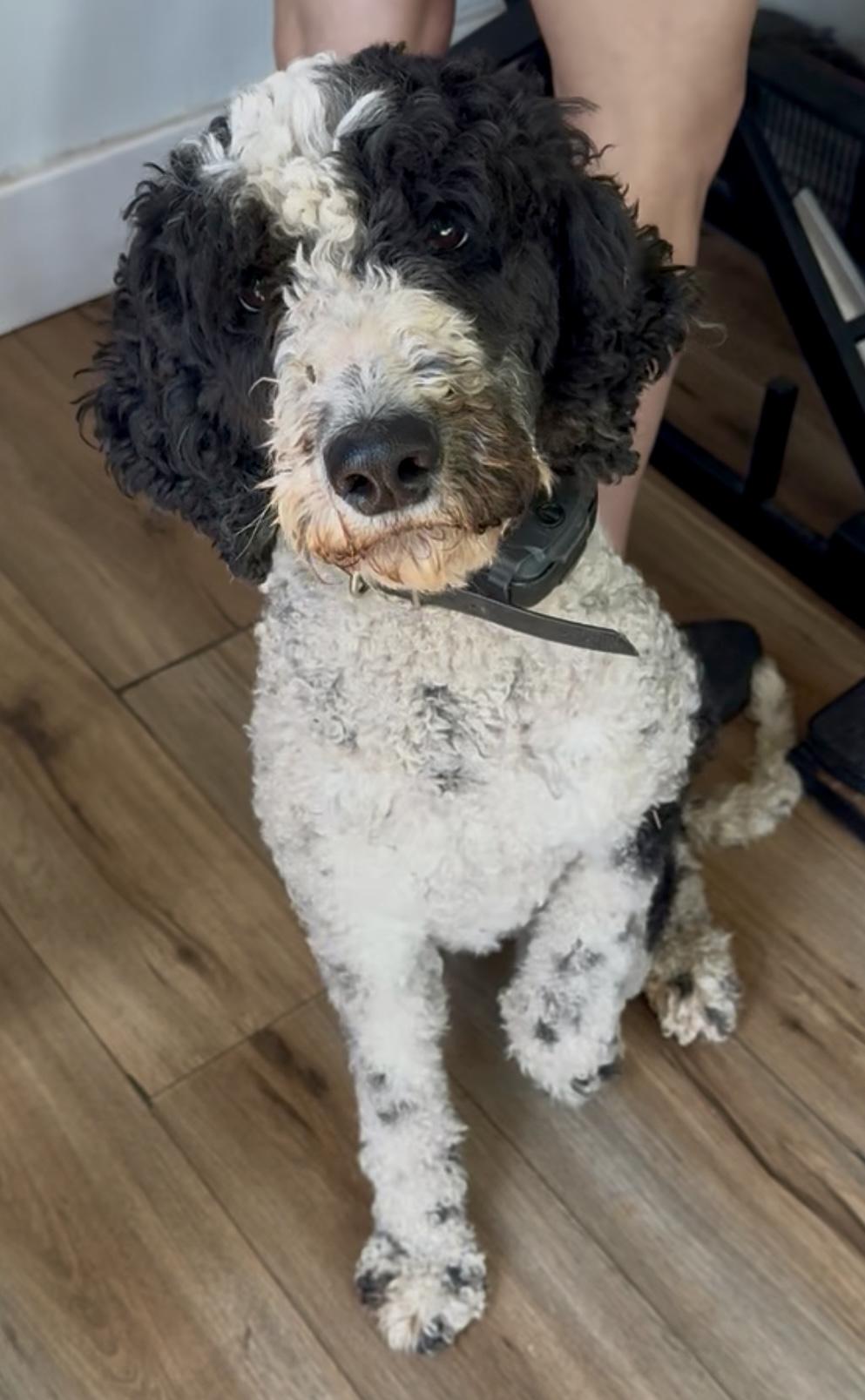 Enlarge Maddie, a Adopted Goldendoodle in Charlotte , NC image 2/6