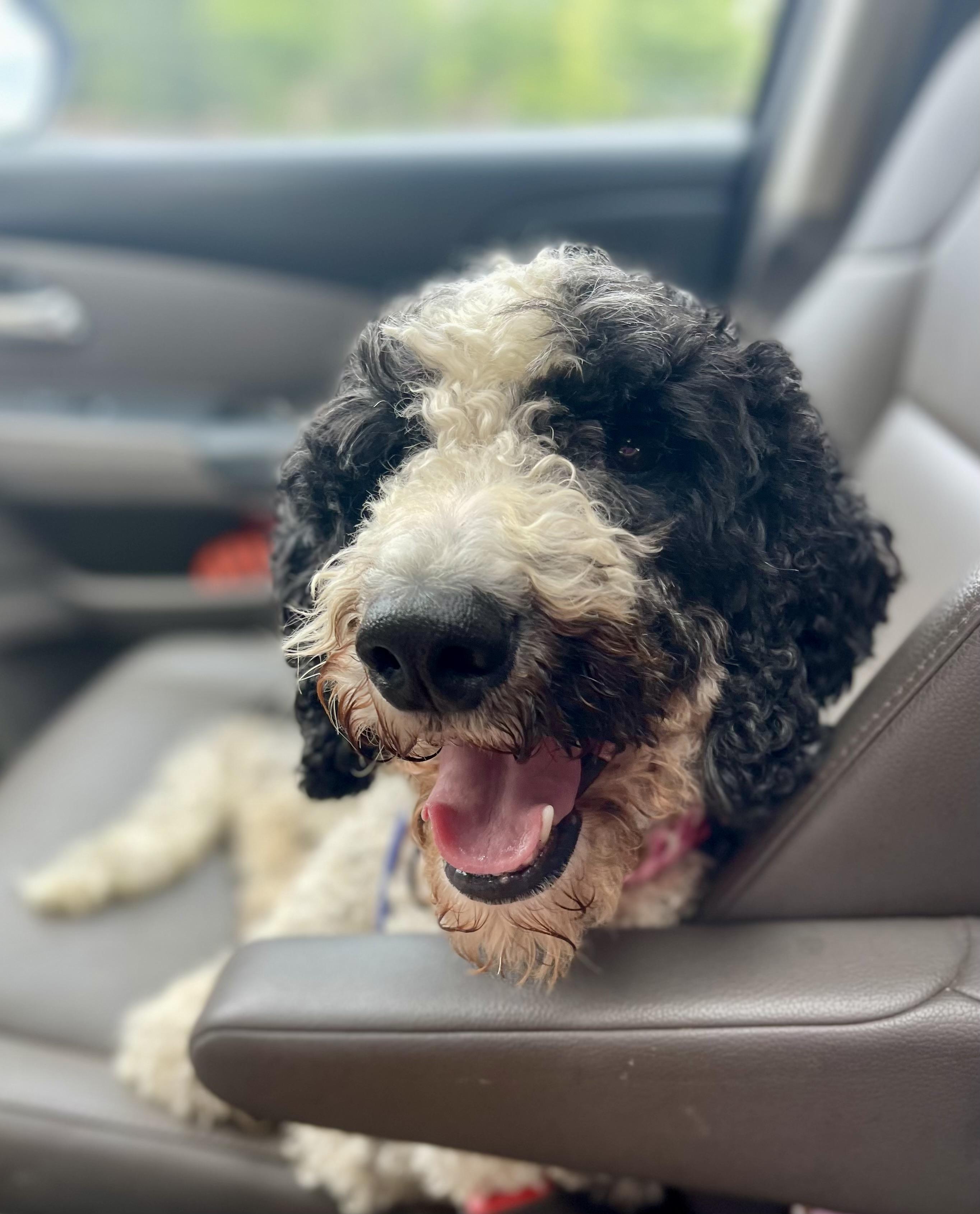 Enlarge Maddie, a Adopted Goldendoodle in Charlotte , NC image 3/6