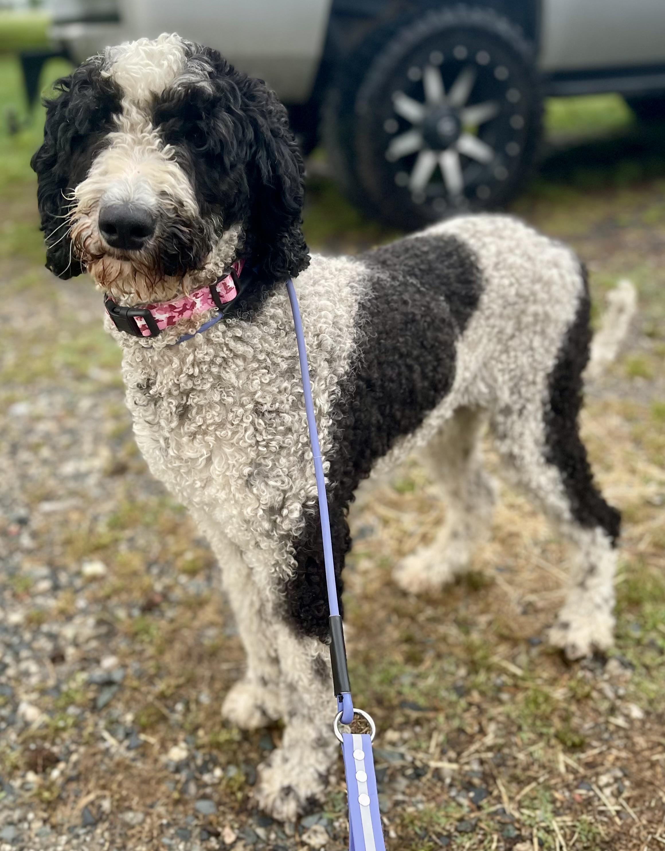 Enlarge Maddie, a Adopted Goldendoodle in Charlotte , NC image 4/6
