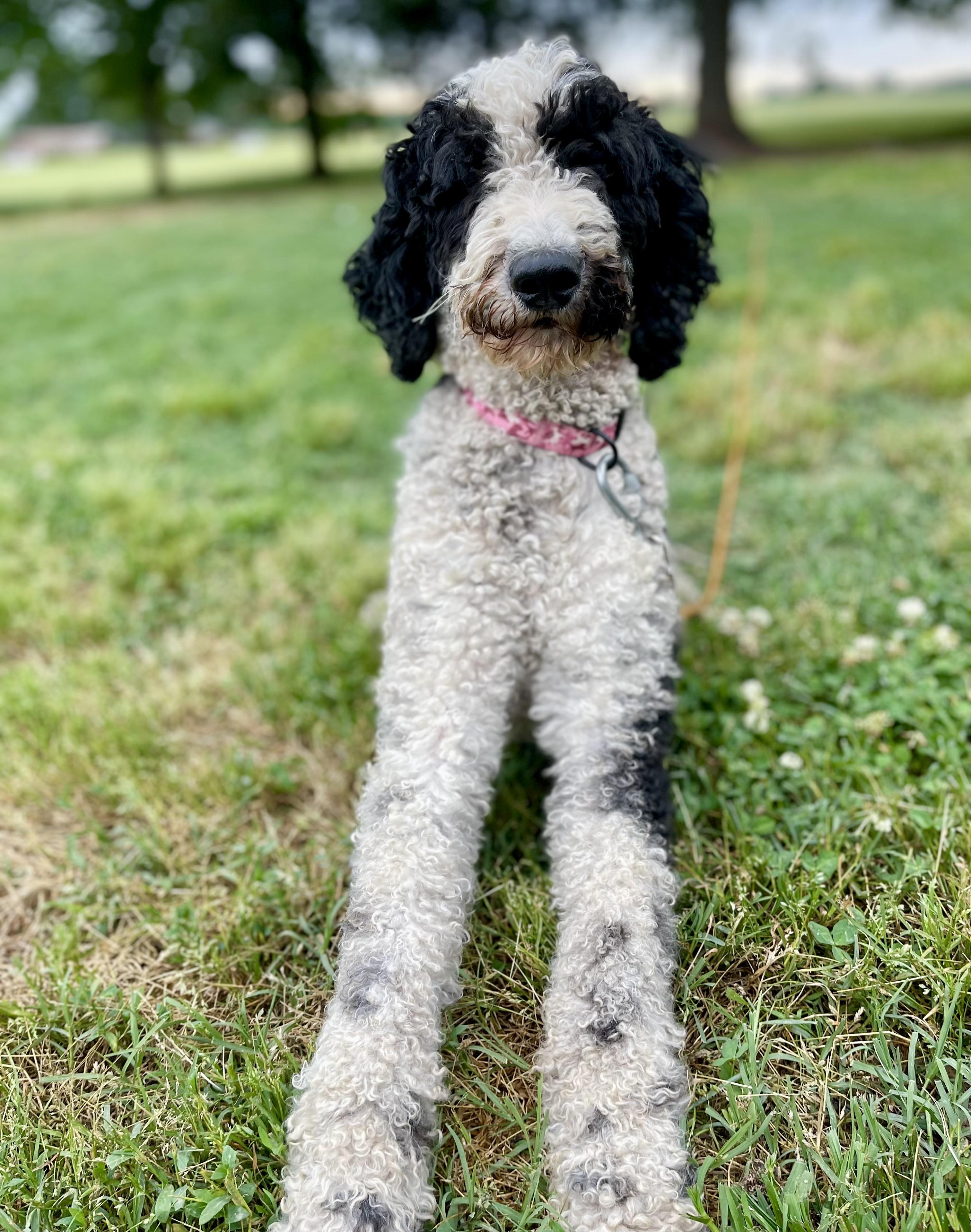 Enlarge Maddie, a Adopted Goldendoodle in Charlotte , NC image 6/6