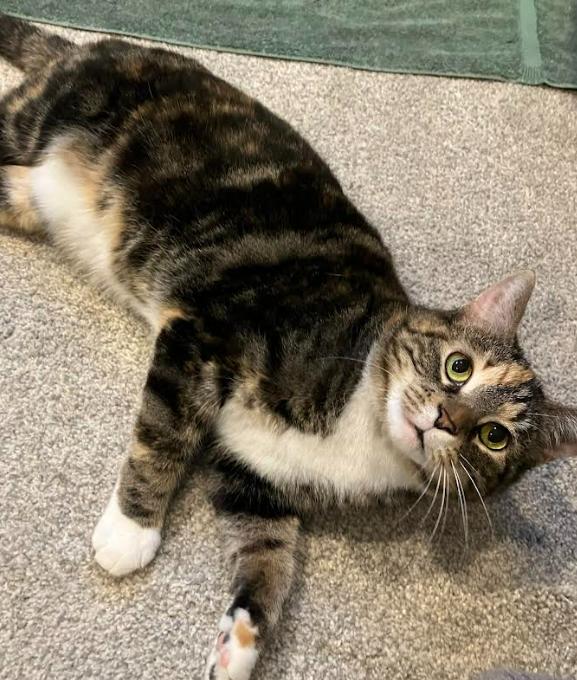 Zelda, Adoptable, Adult Female Domestic Short Hair.