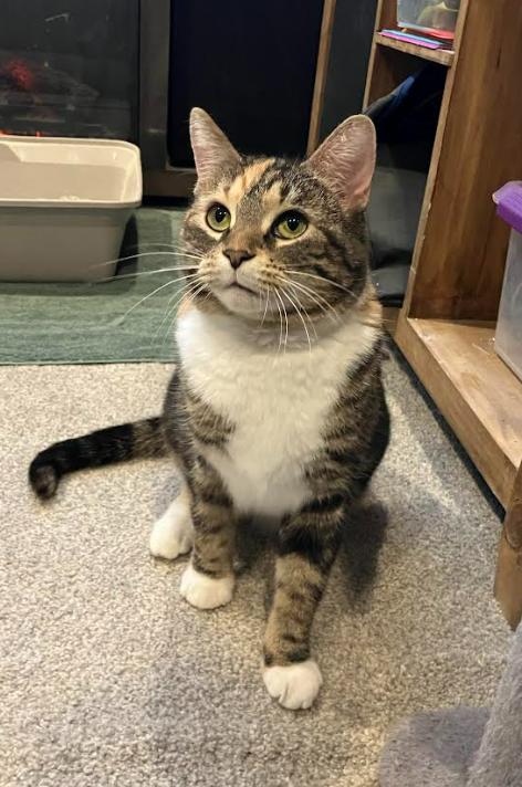 Enlarge Zelda, a Adoptable mixed breed in Kamloops, BC image 2/6