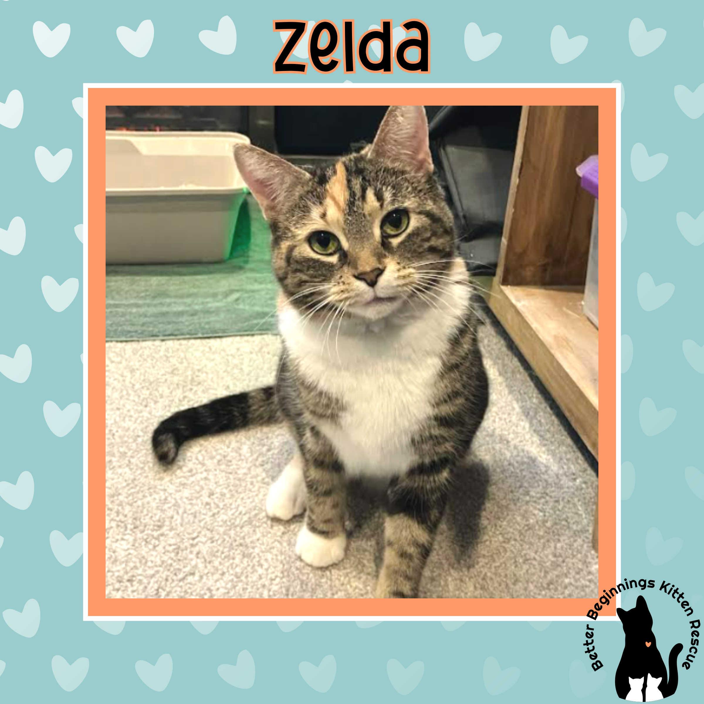 Enlarge Zelda, a Adoptable mixed breed in Kamloops, BC image 3/6