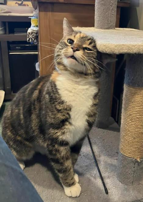 Enlarge Zelda, a Adoptable mixed breed in Kamloops, BC image 4/6