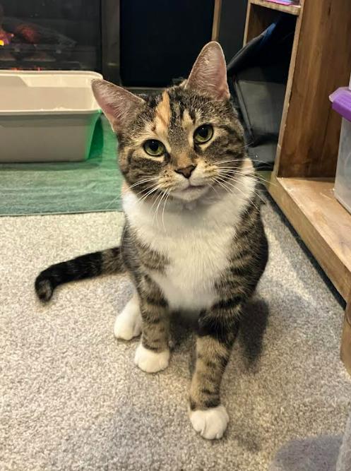 Enlarge Zelda, a Adoptable mixed breed in Kamloops, BC image 5/6