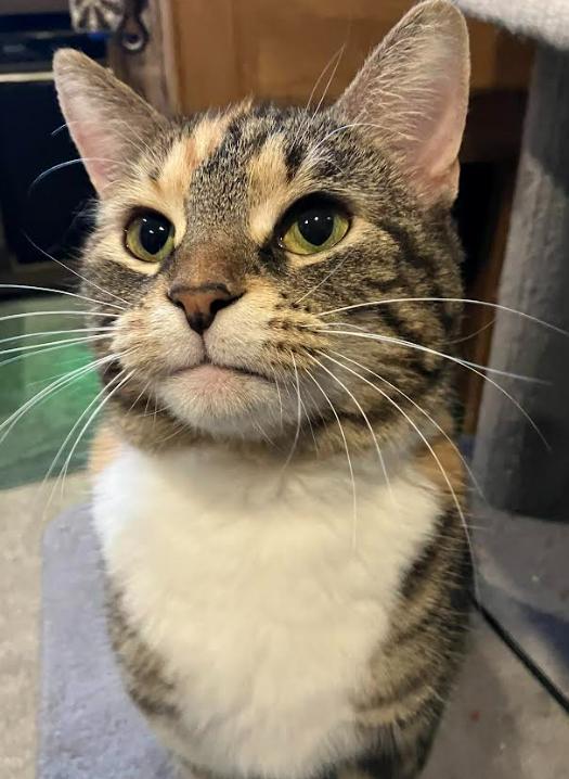 Enlarge Zelda, a Adoptable mixed breed in Kamloops, BC image 6/6