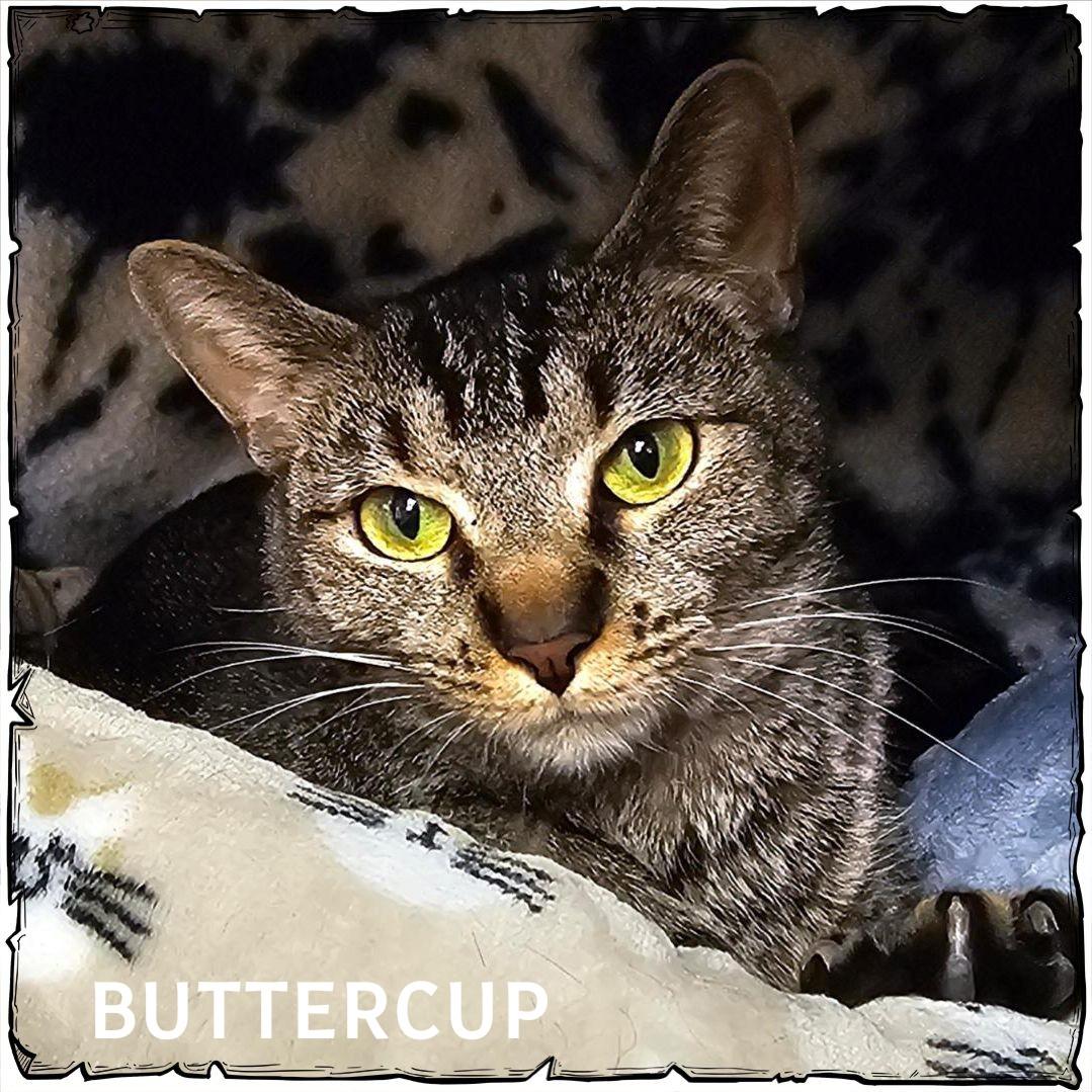Buttercup, adopted, Adult Female Domestic Short Hair.