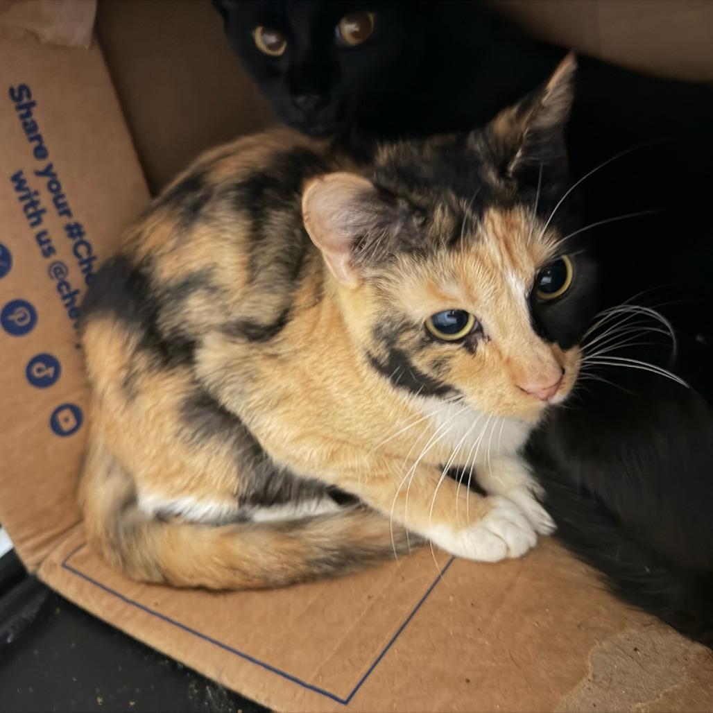 Catalpa, Adoptable, Adult Female Domestic Short Hair.