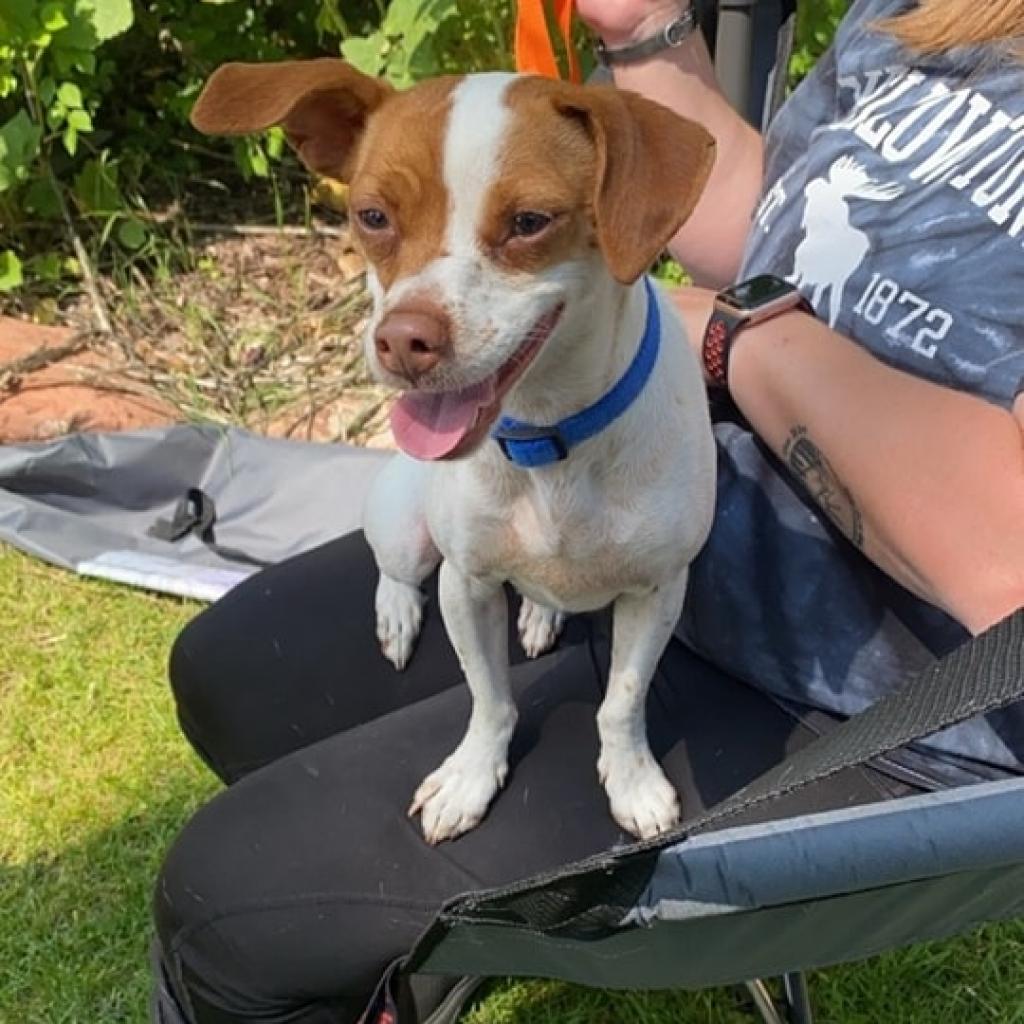 Enlarge Capone aka Pony Boy, a Adoptable Jack Russell Terrier in Oakley, UT image 1/1