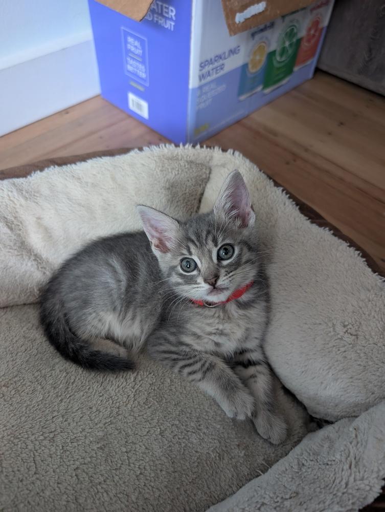 Flutter Shy, a Adoptable mixed breed in Pacifica, CA image 1/5