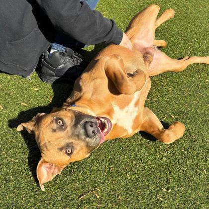 Enlarge Taz, a Adoptable mixed breed in Gastonia, NC image 1/3