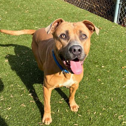 Enlarge Taz, a Adoptable mixed breed in Gastonia, NC image 2/3