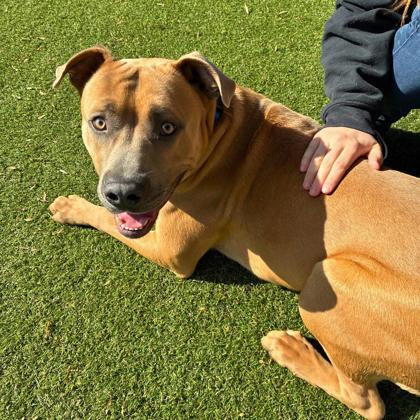 Enlarge Taz, a Adoptable mixed breed in Gastonia, NC image 3/3