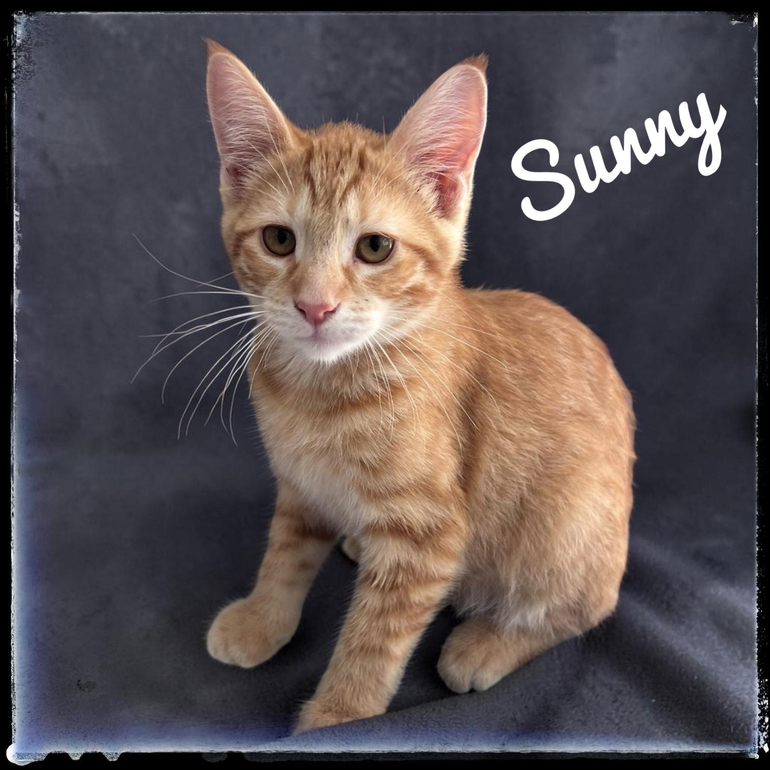 Sunny, Adoptable, Kitten Male Domestic Short Hair.