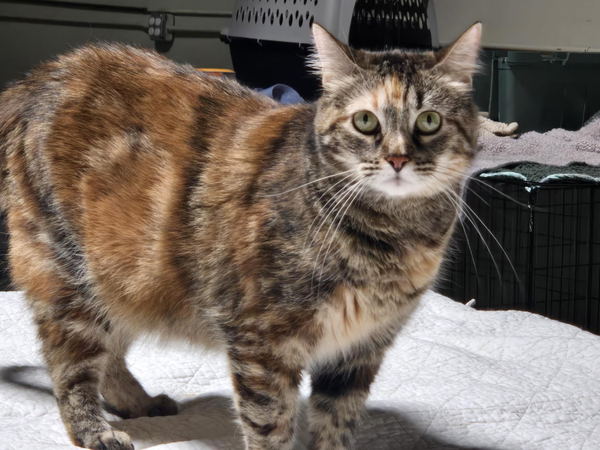 Allie, Adult Female Tortoiseshell
