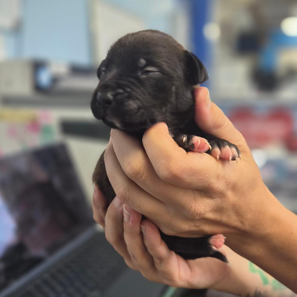 McNugget, Adoptable, Puppy Female Labrador Retriever & Setter.